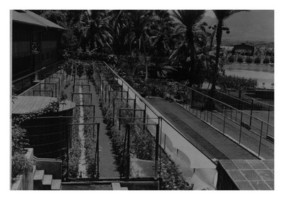 US Air Force Hydroponics gardens Ascension Islands 1945