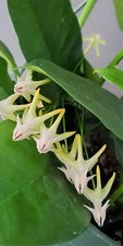 Hoya Multiflora aka Shooting Star live rare house plants in 3 inch pot