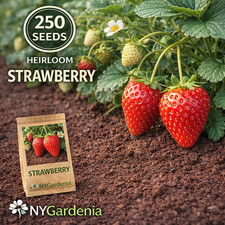 250 Strawberry Seeds Heirloom Sweet Fruit Garden Plant High Yield