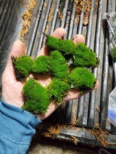 Live Fairy Garden Moss For Terrarium Or Vivarium 6 9 Ziplock Fresh Green Moist