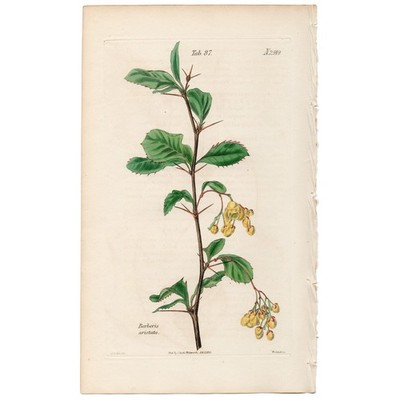 Curtis Botanical Magazine 1833 vintage flower print 87 Chitrian Barberry