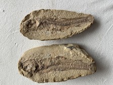 Versteinerung Fisch 2 Hälften 24cm Fossil