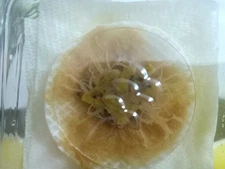  Large CLEAN Grindal worm Culture. NO DIRT, 5 Layer + Food. Fast Producing!