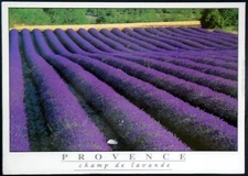 C9597 Fields of Lavender, La Provence, “Les Champs de Lavande” France