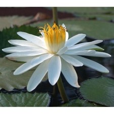 White Night Blooming Missouri Water Lily Free Bog Plant