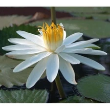 White Night Blooming Missouri Water Lily & Free Bog Plant
