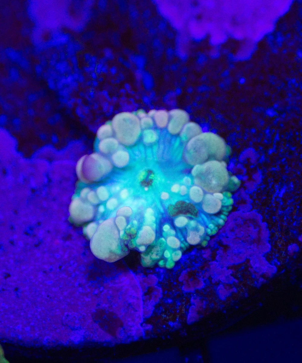 Frag Aquarium Corals & Live Rocks for sale | eBay Frag Aquarium Corals & Live Rocks for sale | eBay