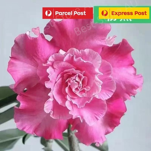 10PCS 🌸 RARE!! 🌸 ADENIUM OBESUM DESERT ROSE SEEDS FROM Sydney AU*POST - Picture 14 of 19