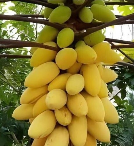 26 seeds/packet, mini potted Golden papaya - Picture 3 of 3