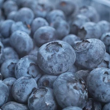 Blueberry plants- 29+ Varieties- State Lab tested to be free of diseases & virus