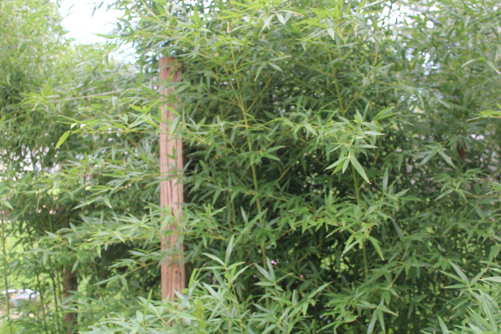 Live Bamboo Plant Very Cold Hardy Japanese Bamboo eBay