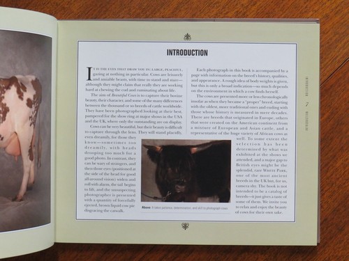 Beautiful Cows: Portraits of Champion Breeds by Val Porter (PB, 2010) - Picture 3 of 5