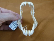 (SJ80-50) Rare 2-3/4" wide CROCODILE SHARK jaw sharks Pseudocarcharias kamoharai