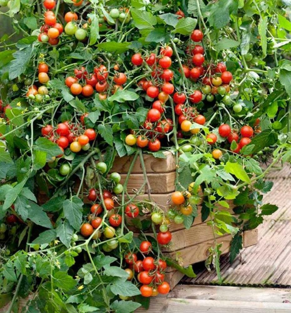 TOMATO CHERRY LIZZANO F1 100 SEEDS LATE BLIGHT TOLERANT - BULK