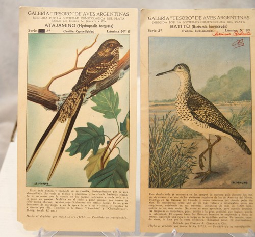Antique Victorian Trade Card Lot BIRDS Argintina "TESORO" Bird food 4 different - Bild 2 von 12