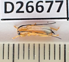 D26677. Insects, butterflies: Cerambycidae sp. South Vietnam.