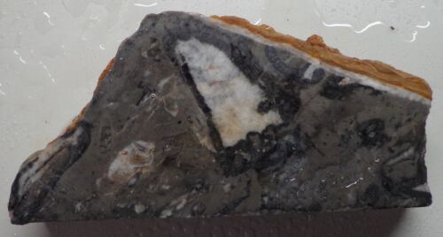 WRG - Pietra fossile taglio finale 14,3 oz diaspro agata messicano lapidario vecchio magazzino - Foto 2 di 6