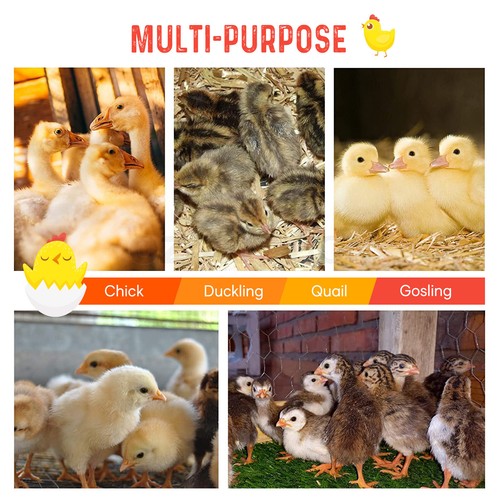 Chick Brooder Heating Plate Warmer Chicken Coop Brooding Heater Poultry Duckling - Picture 56 of 61