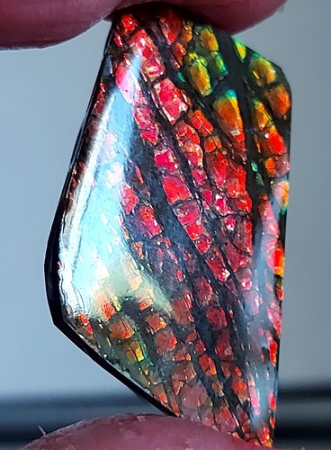 Ammolite  Ammonite Coated Stone 25.6x22.5x4.8mm 19083 - Bild 1 von 5
