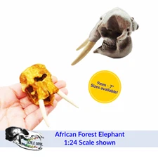 African Forest Elephant - Skull Replica miniature skulls by The Scale Grail