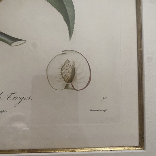 Juego de 2 melocotones estampado botánico Bocourt fruta doble de troyes peche poiteau - Imagen 6 de 10
