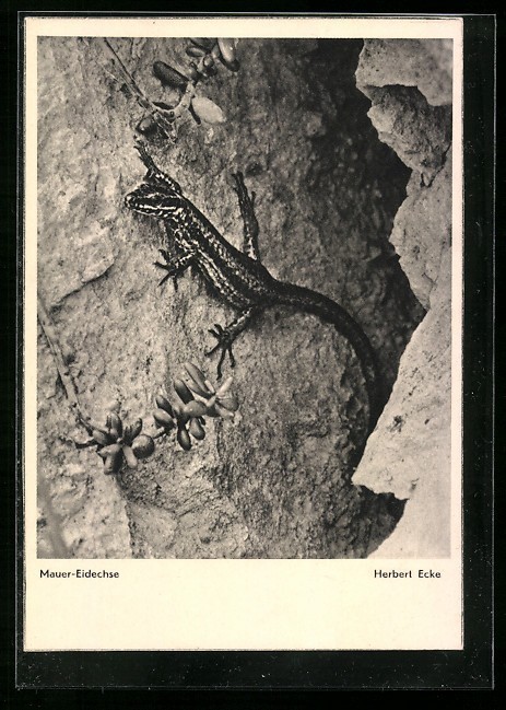 Carte postale lézard du mur devant une fente rocheuse
