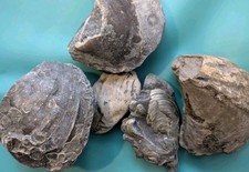 Lot of 5 Large Genuine Bivalve Fossils - Authentic Jurassic Marine Specimens