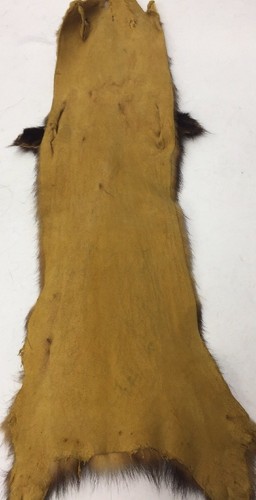 19" NEW YELLOW FITCH FUR SKIN TANNED HEAD PAWS PELT - Picture 2 of 3