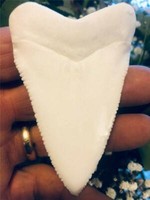 HUGE megalodon tooth replica 7" PLUS A FREE RECORD SIZED GREAT WHITE TOOTH! 8