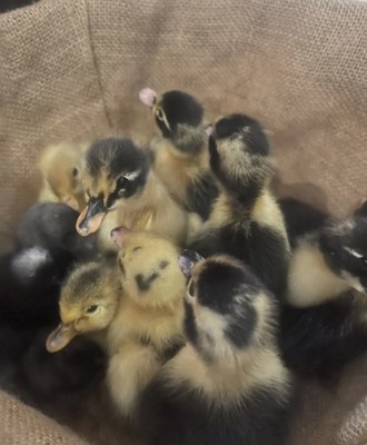 6-Assorted Duck Fertile Hatching Eggs Khaki Campbell, Sweddish, Acona, Magpie