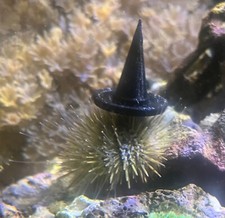 Sea Urchin Witch Hat- Get ready for Halloween