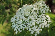 FLEUR DE SUREAU SEC TISANE GATEAU SIROP PATISSERIE ** BIO ** RECOLTE 2025