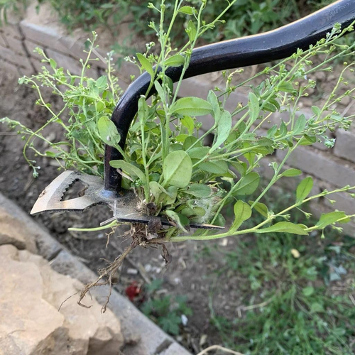 Stainless Weeding Artifact Uprooting Weeding Tool, Stainless Steel Forged Weed P - Picture 4 of 12