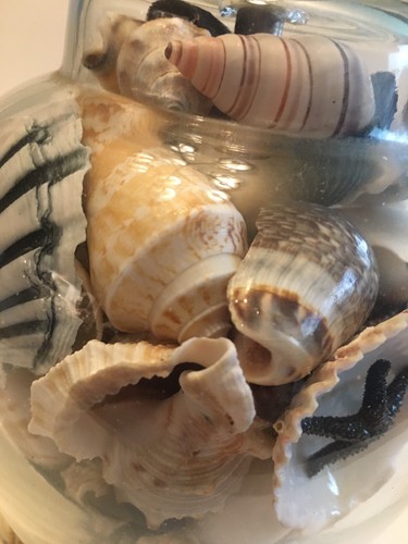 SEASHELL FILLED GLASS TABLE LAMP BEAUTIFUL SHELLS STARFISH SEA HORSE BEACH HOUSE - Picture 10 of 17