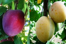 Familienbaum Duo Pflaume 2 Sorten Pflaumen Baum  Stella-Medovaja