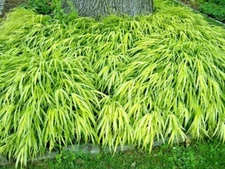 30 AUREOLA JAPANESE FOREST GRASS SEEDS - Hakonechloa macra Aureola