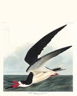 Black Skimmer - 1827 - Illustration Poster