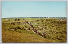 Trail Ride through Badlands in Roosevelt Nat'l Park North Dakota c1960s Postcard