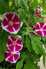 Rosita Japanese Morning Glory  Ipomoea Nil  10 SEEDS