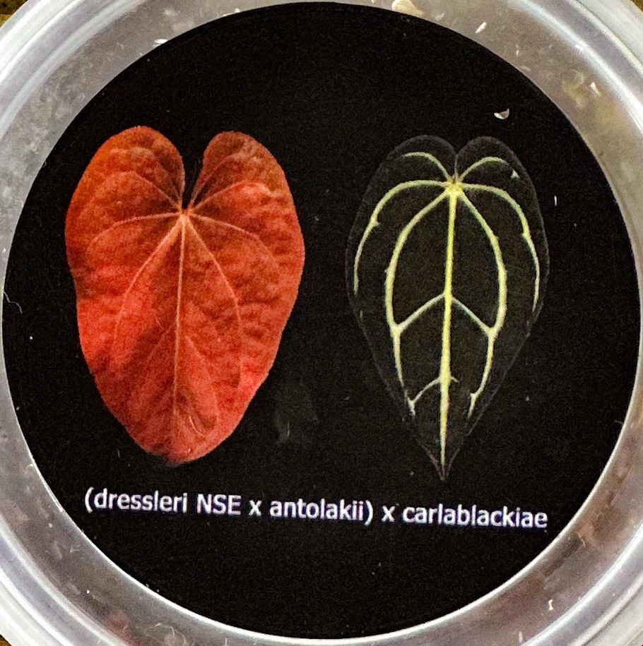 その他観葉植物 Anthrium Antolakii x Dressleri PCF Anthurium Dressleri (NSE) × Antolakii X Carlablackiae | eBay UK
