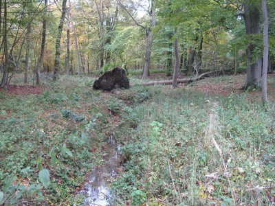 Photo A3 Fallen tree at Gosford Aberlady The flat root plate shows how s c2012