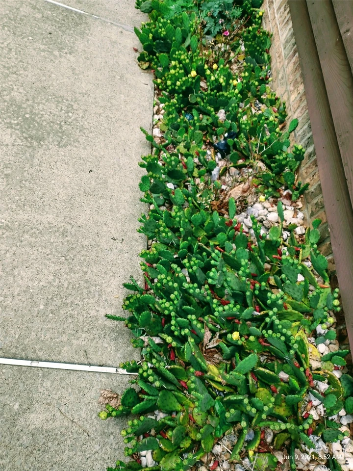 Winter Hardy Prickly Prickly Pear Cactus cacti  2 pads 4 inch - Image 2 of 2