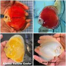 Pack of 4 Discus Fish 3.75  - 4  - Live Fish Aquarium Overnight Shipping