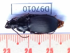 D97010-insects Carabidae from Vietnam North