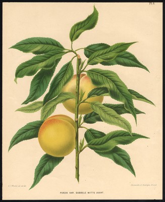 Antiker Druck-Dubbele witte Avant Pfirsich-Flora und Pomona-Wendel-Severeyns-1876
