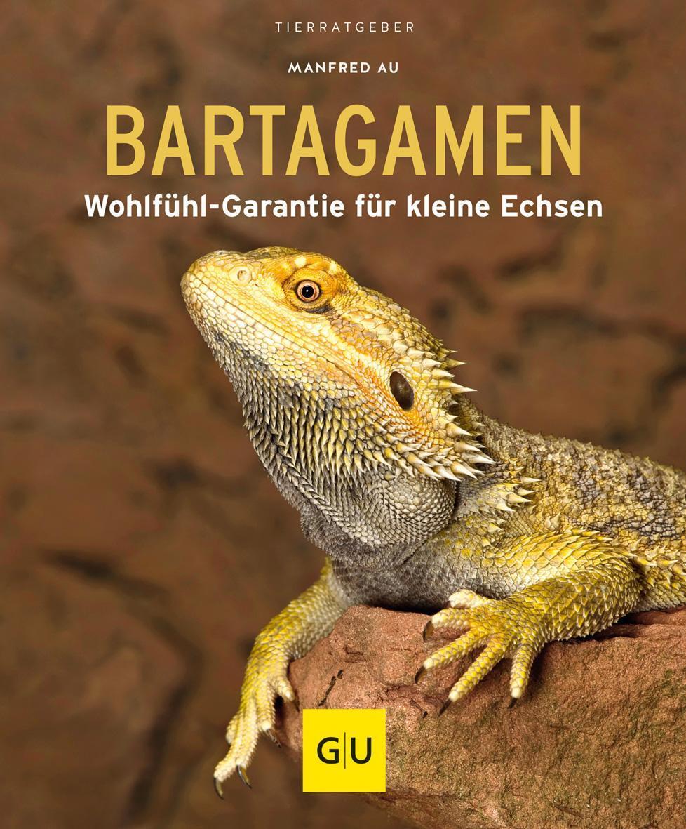 Thumbnail - Bartagamen Manfred Au