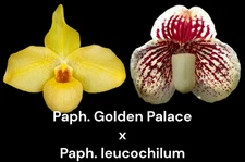 Paphiopedilum QF lolani Palace (Golden Palace × leucochilum) (2” pot)
