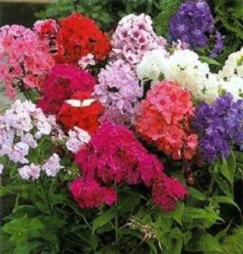 100 Colores Mezclados DRUMMOND PHLOX MIX Rosa, Rojo y Blanco Phlox Drummondii Flor S - Imagen 2 de 5