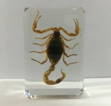Golden Scorpion in Resin - Real Insect Taxidermy Specimen Odd Gifts