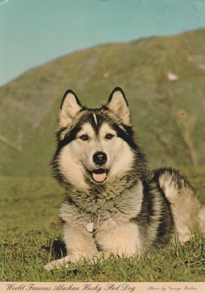 Famous husky 2025
